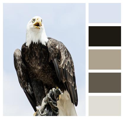 Eagle Animal Bald Eagle Image